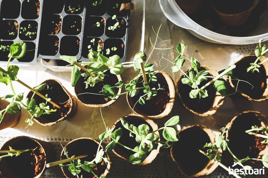 tips for gardening
